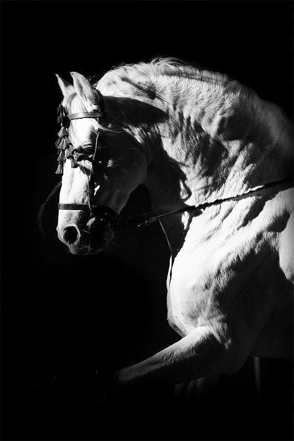 Midnight Majesty | Elegant White Horse Black & White Canvas Print