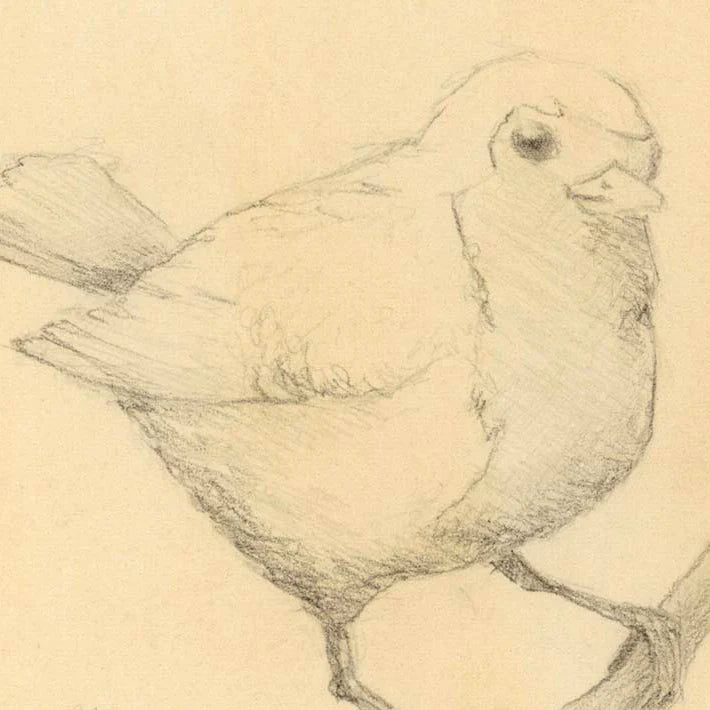 The Winter Robin