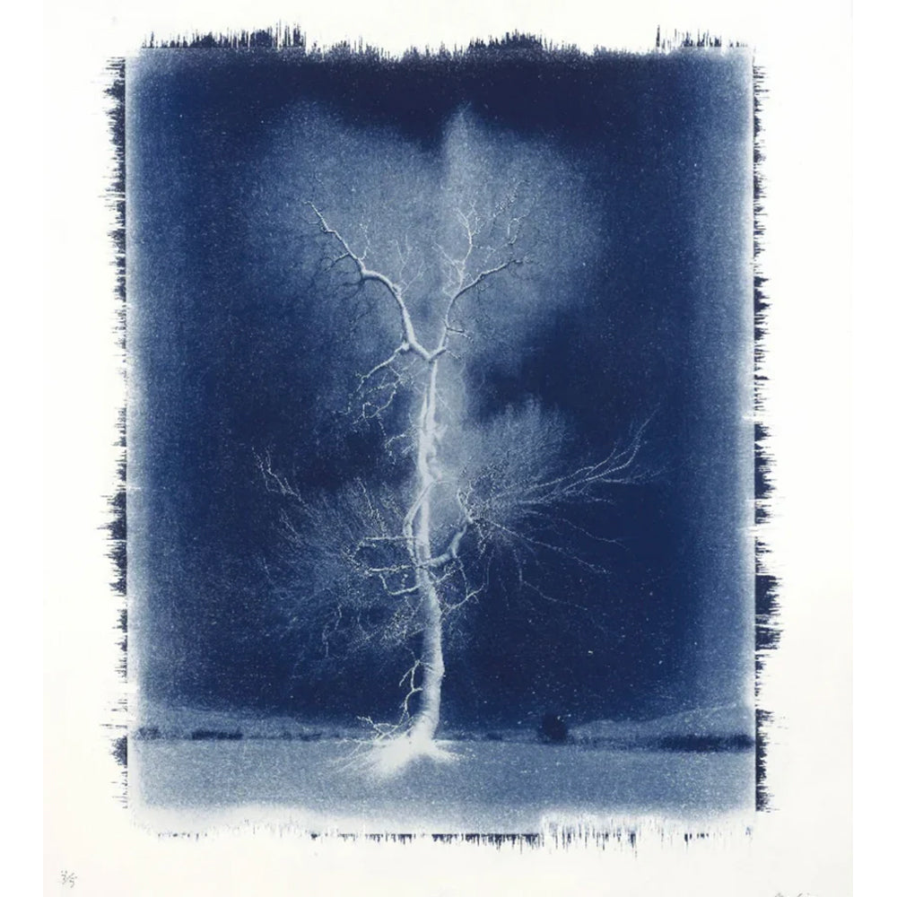 Surge of the Oak